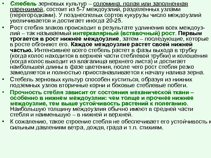  • Стебель зерновых культур – соломина, полая или заполненная паренхимой, состоит из 5