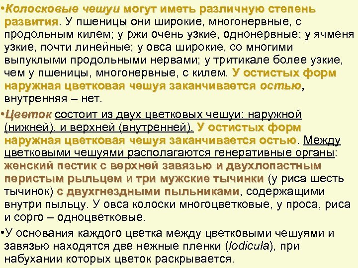  • Колосковые чешуи могут иметь различную степень развития. У пшеницы они широкие, многонервные,