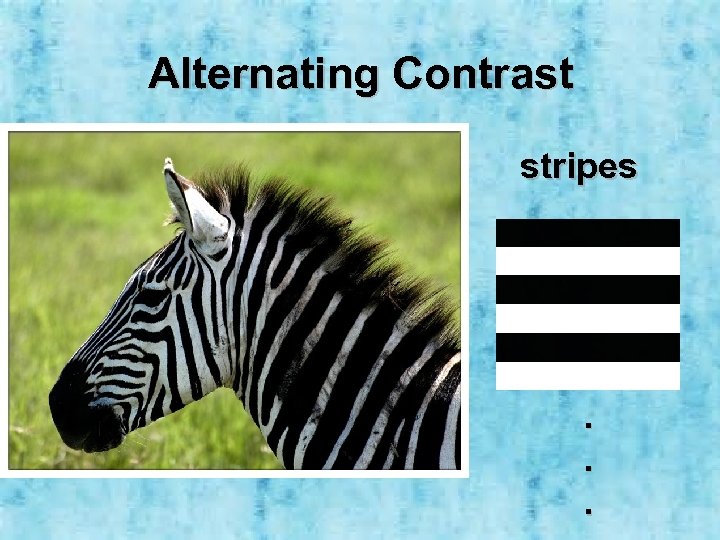 Alternating Contrast stripes . . . 