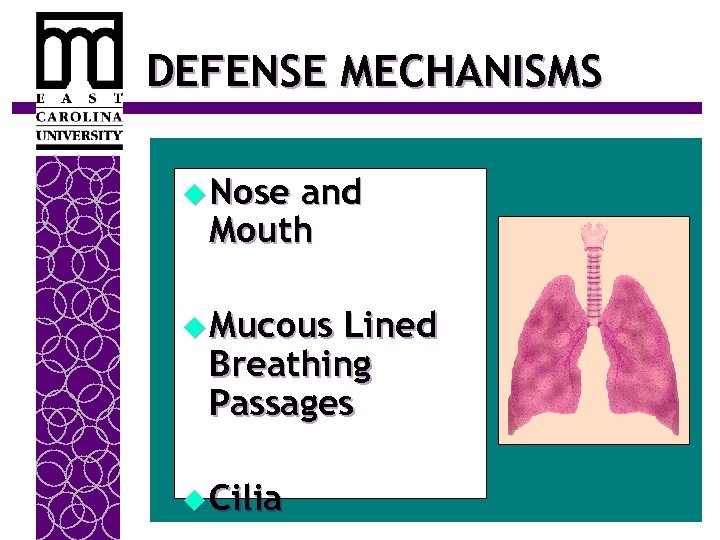 DEFENSE MECHANISMS u Nose and Mouth u Mucous Lined Breathing Passages u Cilia 