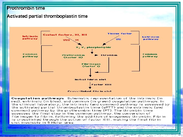 Prothrombin time Activated partial thromboplastin time 