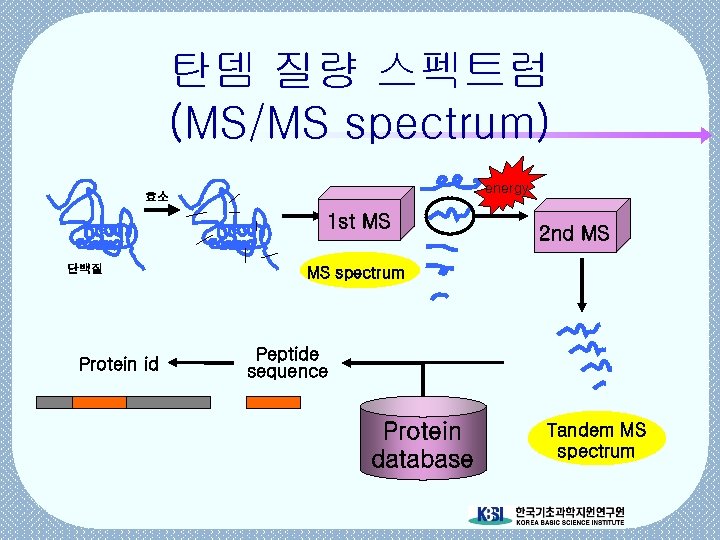 탄뎀 질량 스펙트럼 (MS/MS spectrum) energy 효소 1 st MS 단백질 Protein id 2