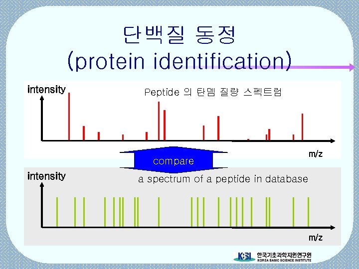 단백질 동정 (protein identification) intensity Peptide 의 탄뎀 질량 스펙트럼 compare intensity m/z a