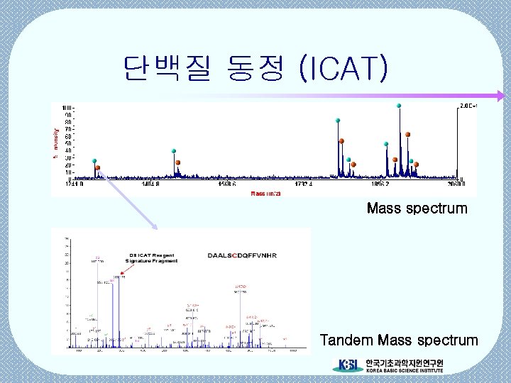 단백질 동정 (ICAT) Mass spectrum Tandem Mass spectrum 