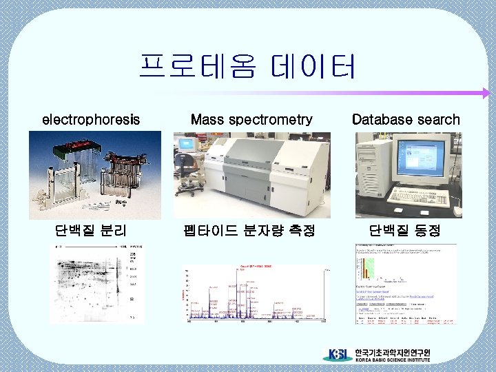 프로테옴 데이터 electrophoresis Mass spectrometry Database search 단백질 분리 펩타이드 분자량 측정 단백질 동정