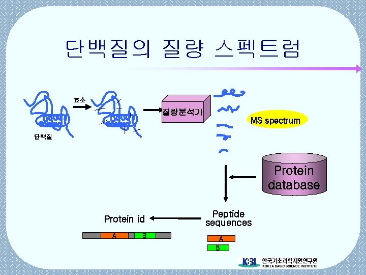 단백질의 질량 스펙트럼 효소 질량분석기 MS spectrum 단백질 Protein database Protein id A B