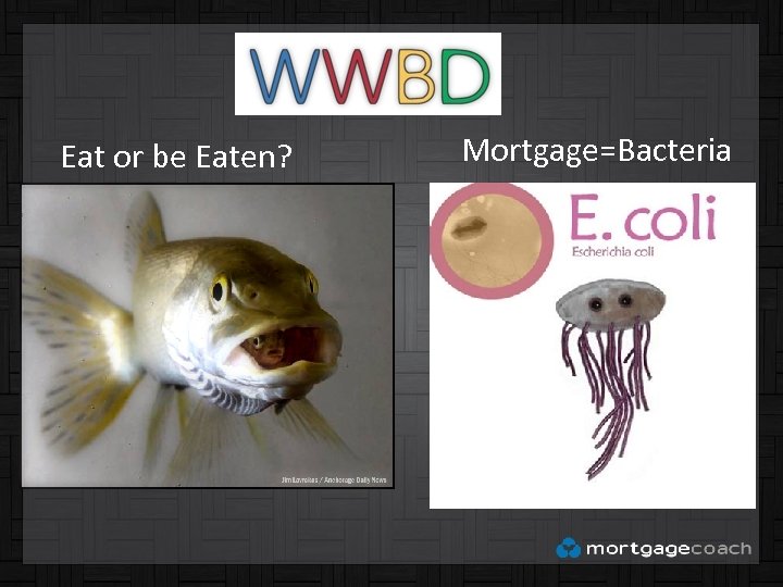Eat or be Eaten? Mortgage=Bacteria 
