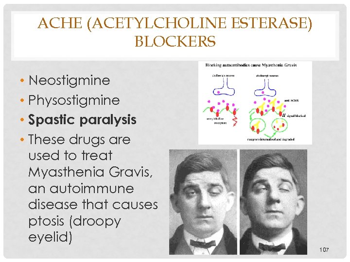 ACHE (ACETYLCHOLINE ESTERASE) BLOCKERS • Neostigmine • Physostigmine • Spastic paralysis • These drugs