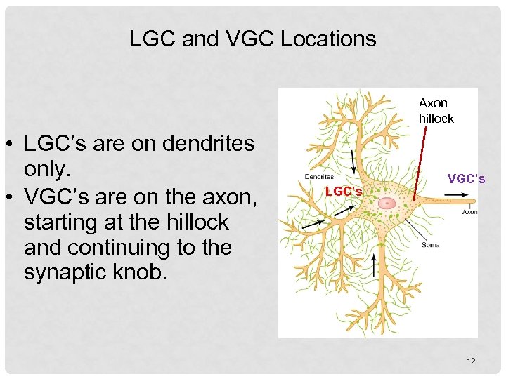 LGC and VGC Locations Axon hillock • LGC’s are on dendrites only. • VGC’s