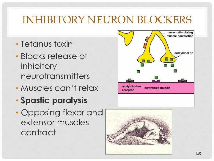 INHIBITORY NEURON BLOCKERS • Tetanus toxin • Blocks release of inhibitory neurotransmitters • Muscles