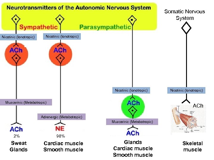 Somatic Nervous System Nicotinic (Ionotropic) Muscarinic (Metabotropic) Nicotinic (Ionotropic) ACh Adrenergic (Metabotropic) Muscarinic (Metabotropic)