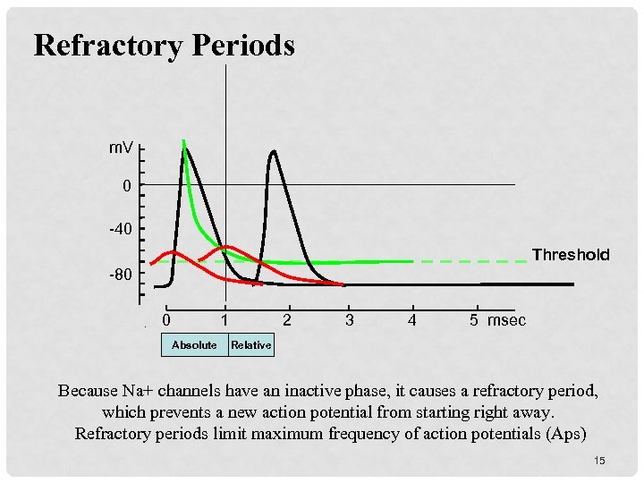 Refractory Periods m. V 0 -40 Threshold -80 0 1 Absolute 2 3 4