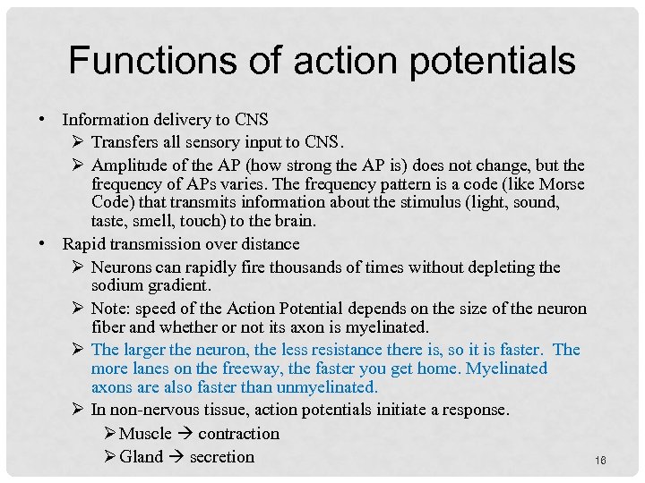 Functions of action potentials • Information delivery to CNS Transfers all sensory input to