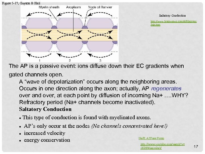 Figure 5 -17; Guyton & Hall Saltatory Conduction http: //www. brainviews. com/ab. Files/Ani Salt.