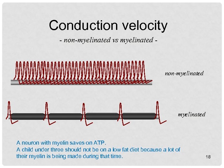 Conduction velocity - non-myelinated vs myelinated - non-myelinated A neuron with myelin saves on