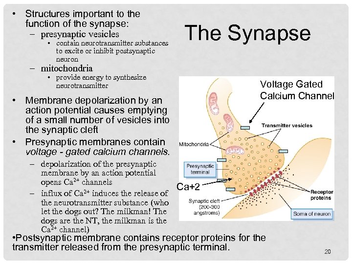  • Structures important to the function of the synapse: – presynaptic vesicles •