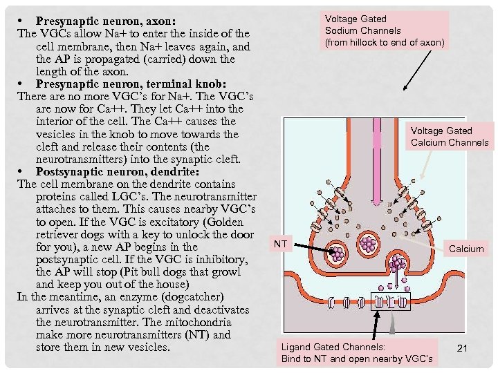  • Presynaptic neuron, axon: The VGCs allow Na+ to enter the inside of