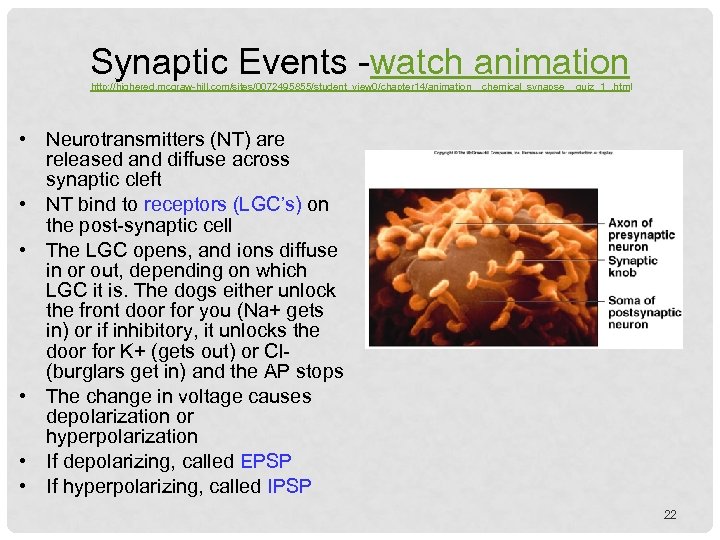 Synaptic Events -watch animation http: //highered. mcgraw-hill. com/sites/0072495855/student_view 0/chapter 14/animation__chemical_synapse__quiz_1_. html • Neurotransmitters (NT)
