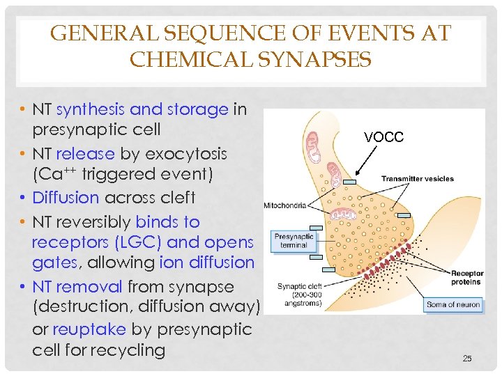GENERAL SEQUENCE OF EVENTS AT CHEMICAL SYNAPSES • NT synthesis and storage in presynaptic