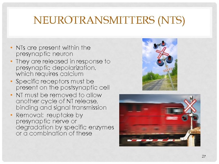 NEUROTRANSMITTERS (NTS) • NTs are present within the presynaptic neuron • They are released