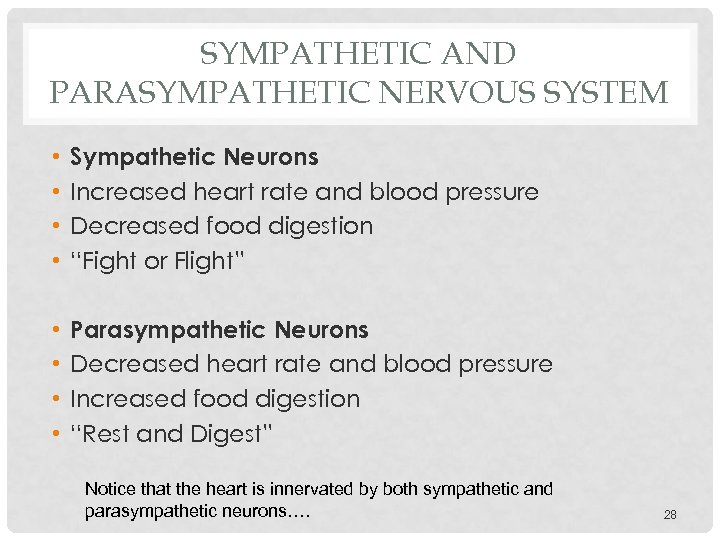 SYMPATHETIC AND PARASYMPATHETIC NERVOUS SYSTEM • • Sympathetic Neurons Increased heart rate and blood