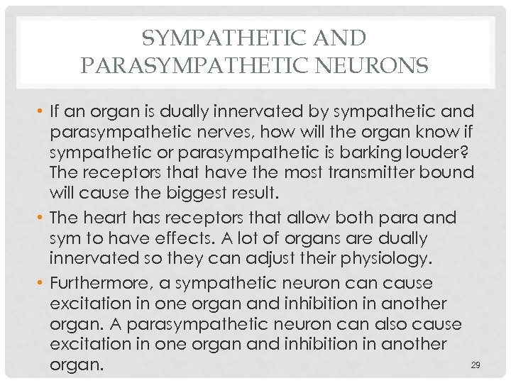 SYMPATHETIC AND PARASYMPATHETIC NEURONS • If an organ is dually innervated by sympathetic and