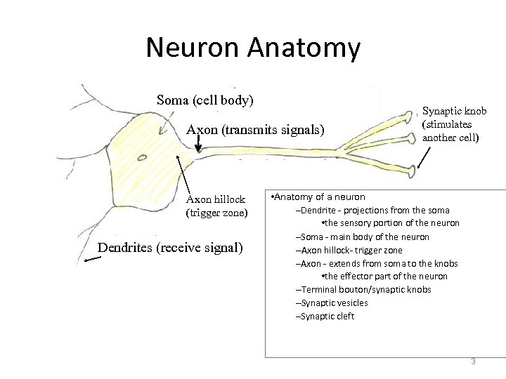 Neuron Anatomy Soma (cell body) Axon (transmits signals) Axon hillock (trigger zone) Dendrites (receive