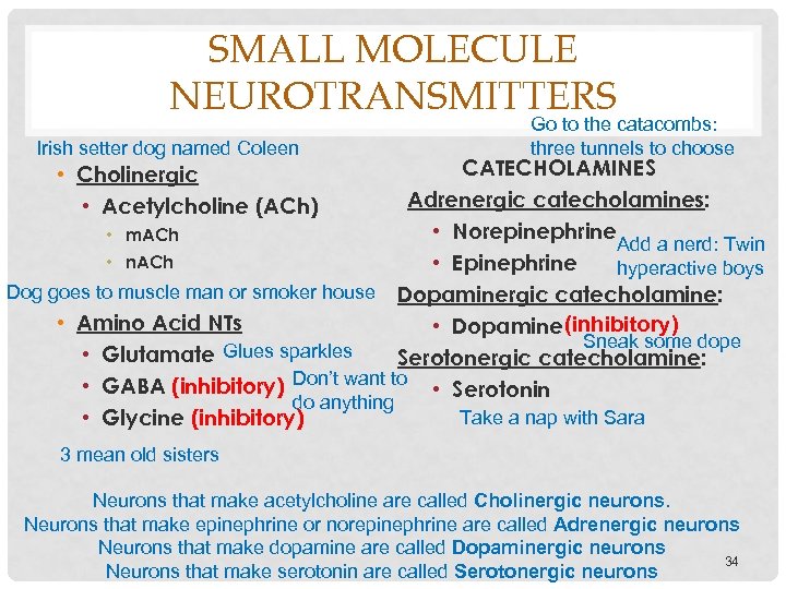 SMALL MOLECULE NEUROTRANSMITTERS Irish setter dog named Coleen • Cholinergic • Acetylcholine (ACh) •
