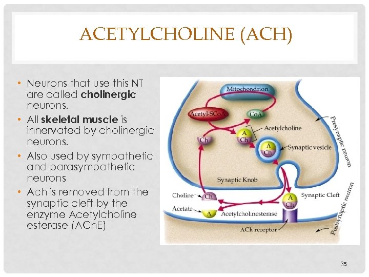 ACETYLCHOLINE (ACH) • Neurons that use this NT are called cholinergic neurons. • All