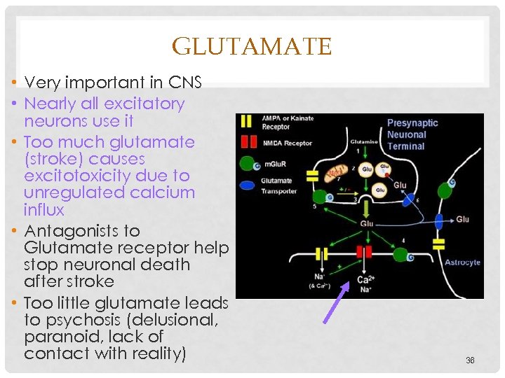 GLUTAMATE • Very important in CNS • Nearly all excitatory neurons use it •
