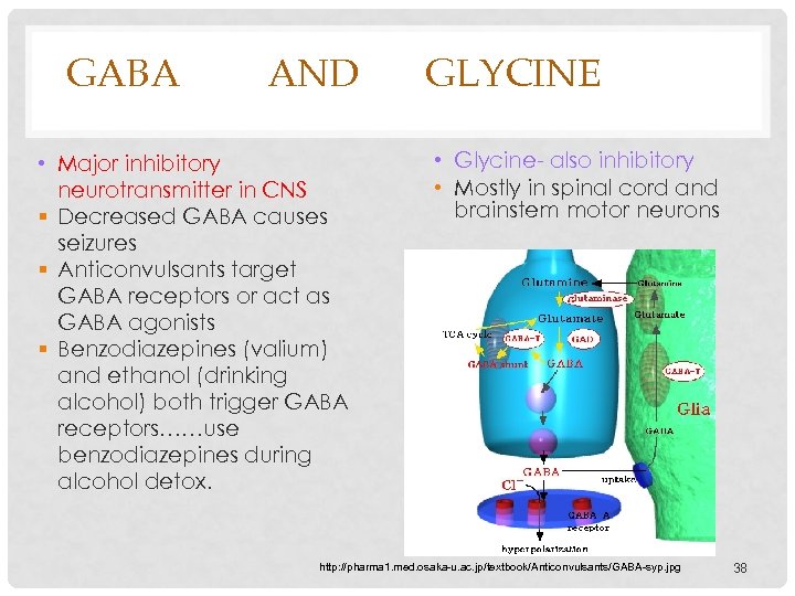 GABA AND • Major inhibitory neurotransmitter in CNS Decreased GABA causes seizures Anticonvulsants target