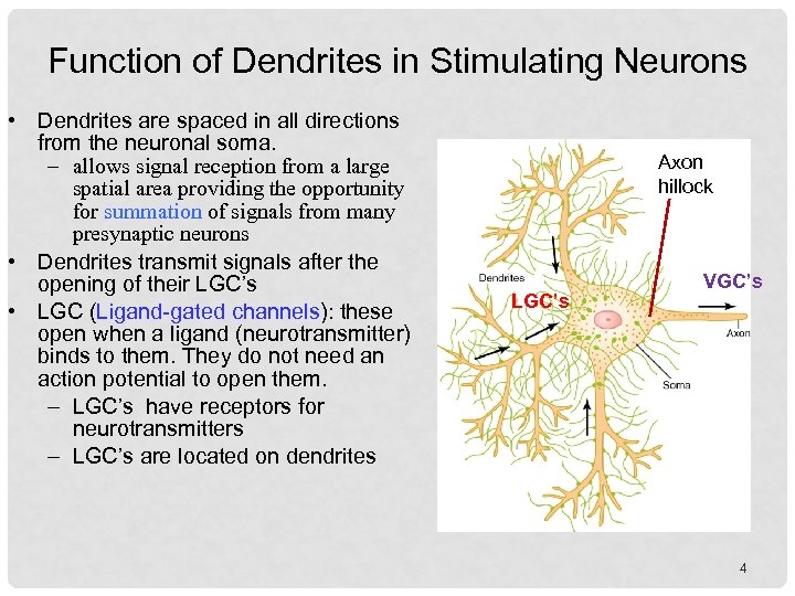 Function of Dendrites in Stimulating Neurons • Dendrites are spaced in all directions from