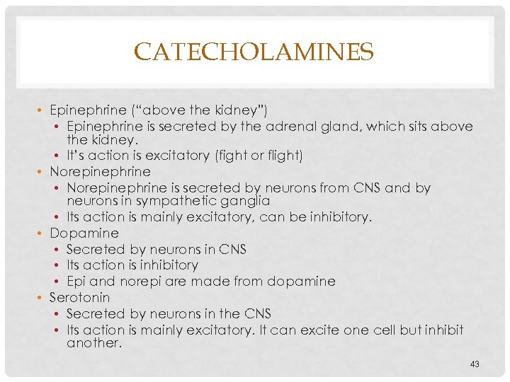 CATECHOLAMINES • Epinephrine (“above the kidney”) • Epinephrine is secreted by the adrenal gland,