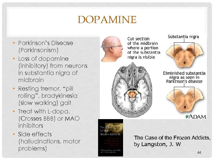 DOPAMINE • Parkinson’s Disease (Parkinsonism) • Loss of dopamine (inhibitory) from neurons in substantia