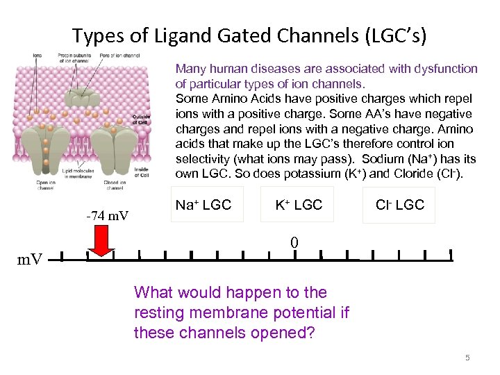 Types of Ligand Gated Channels (LGC’s) Many human diseases are associated with dysfunction of