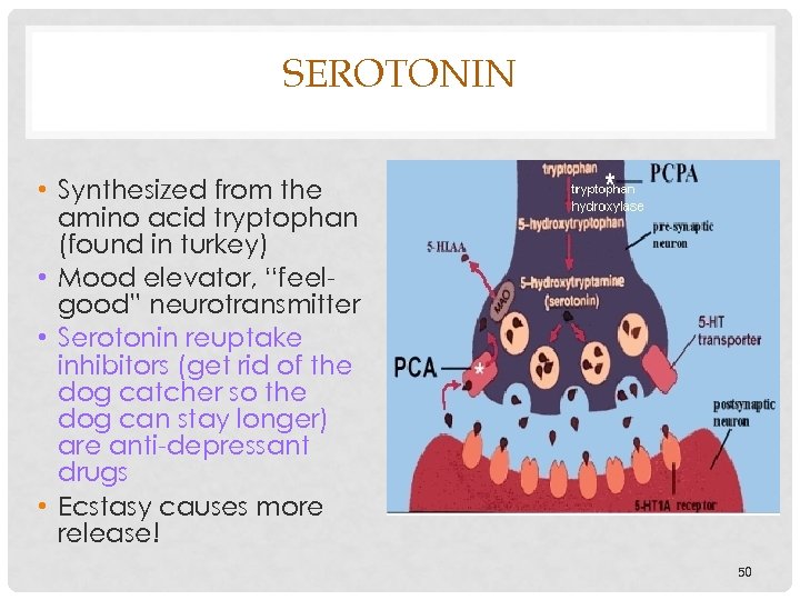 SEROTONIN • Synthesized from the amino acid tryptophan (found in turkey) • Mood elevator,