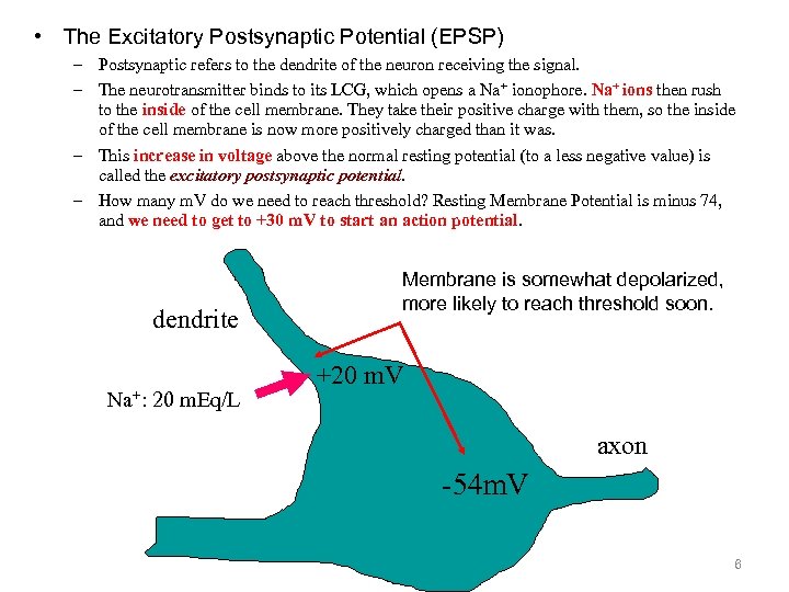 • The Excitatory Postsynaptic Potential (EPSP) – Postsynaptic refers to the dendrite of