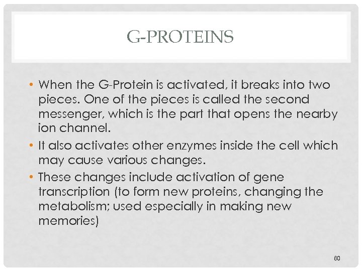 G-PROTEINS • When the G-Protein is activated, it breaks into two pieces. One of