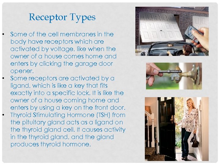 Receptor Types • Some of the cell membranes in the body have receptors which