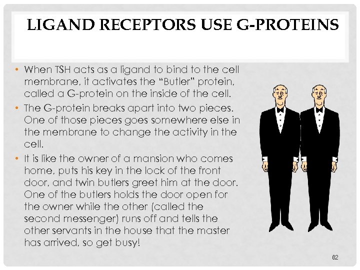 LIGAND RECEPTORS USE G-PROTEINS • When TSH acts as a ligand to bind to