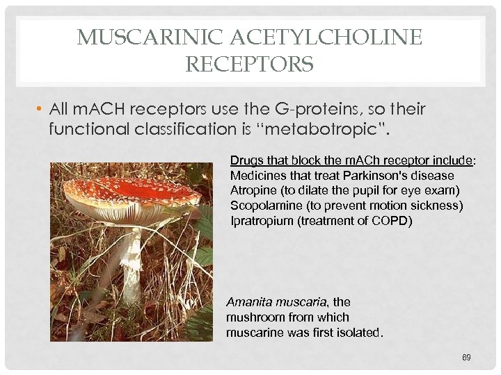 MUSCARINIC ACETYLCHOLINE RECEPTORS • All m. ACH receptors use the G-proteins, so their functional