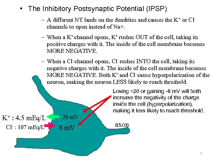  • The Inhibitory Postsynaptic Potential (IPSP) – A different NT lands on the