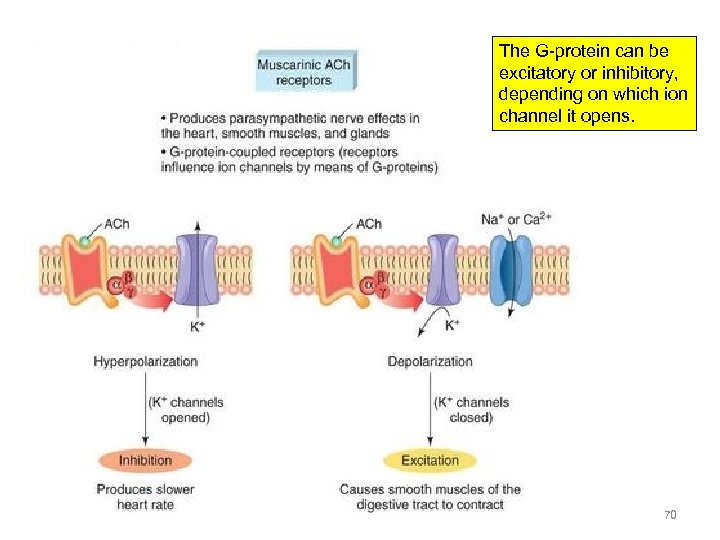 The G-protein can be excitatory or inhibitory, depending on which ion channel it opens.