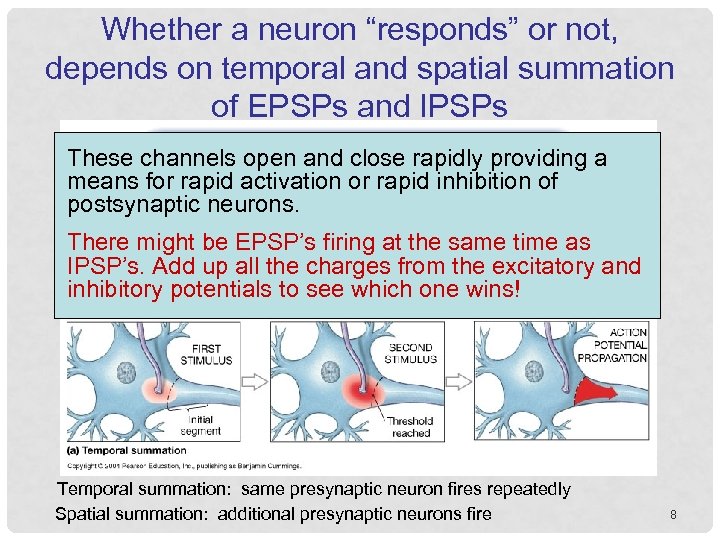 Whether a neuron “responds” or not, depends on temporal and spatial summation of EPSPs
