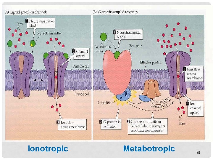 Ionotropic Metabotropic 85 