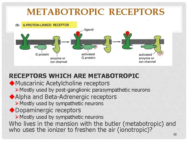 METABOTROPIC RECEPTORS WHICH ARE METABOTROPIC Muscarinic Acetylcholine receptors Mostly used by post-ganglionic parasympathetic neurons