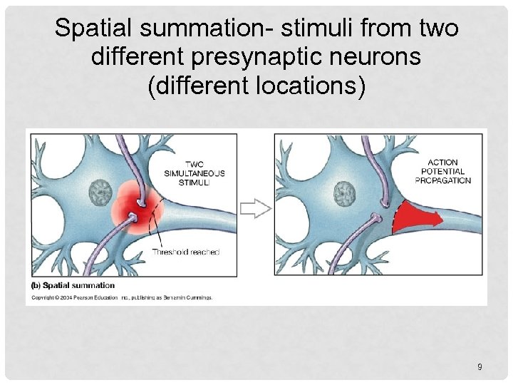 Spatial summation- stimuli from two different presynaptic neurons (different locations) 9 