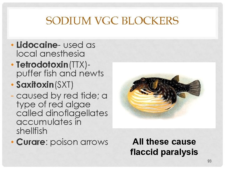 SODIUM VGC BLOCKERS • Lidocaine- used as local anesthesia • Tetrodotoxin(TTX)puffer fish and newts