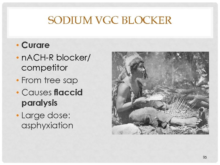 SODIUM VGC BLOCKER • Curare • n. ACH-R blocker/ competitor • From tree sap