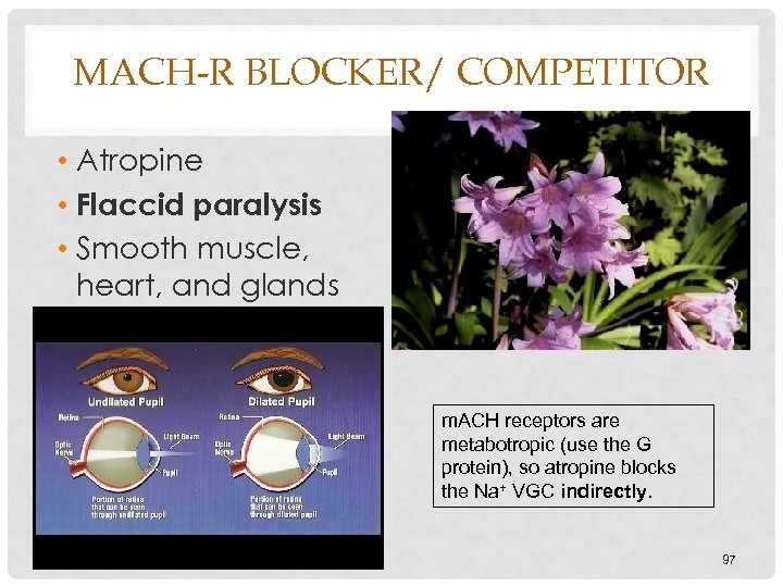 MACH-R BLOCKER/ COMPETITOR • Atropine • Flaccid paralysis • Smooth muscle, heart, and glands